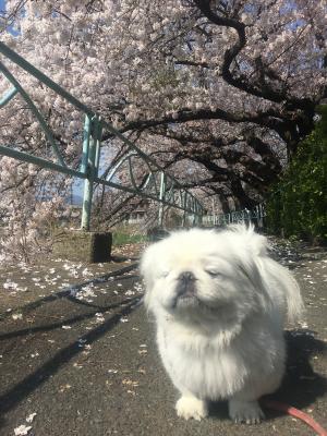 春の陽射し、気持ちいい～❗️