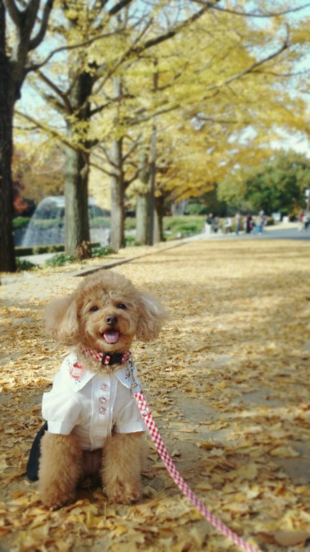 ワァ！紅葉ってステキだね