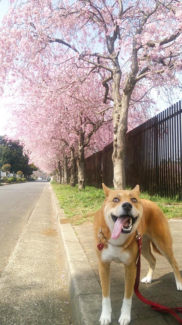 あたちも満開！