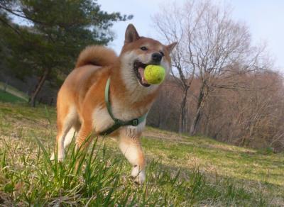 終わらないボール遊び