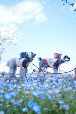 そよそよ泳ぐ犬のぼり