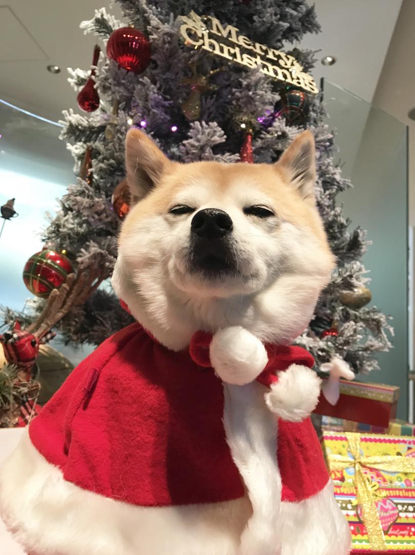 家族で楽しくクリスマスを過ごしたよ。