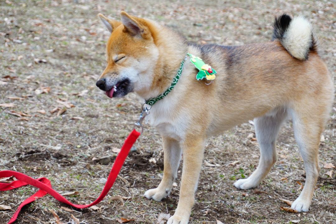 大晦日のお誕生日なのにクシャミ