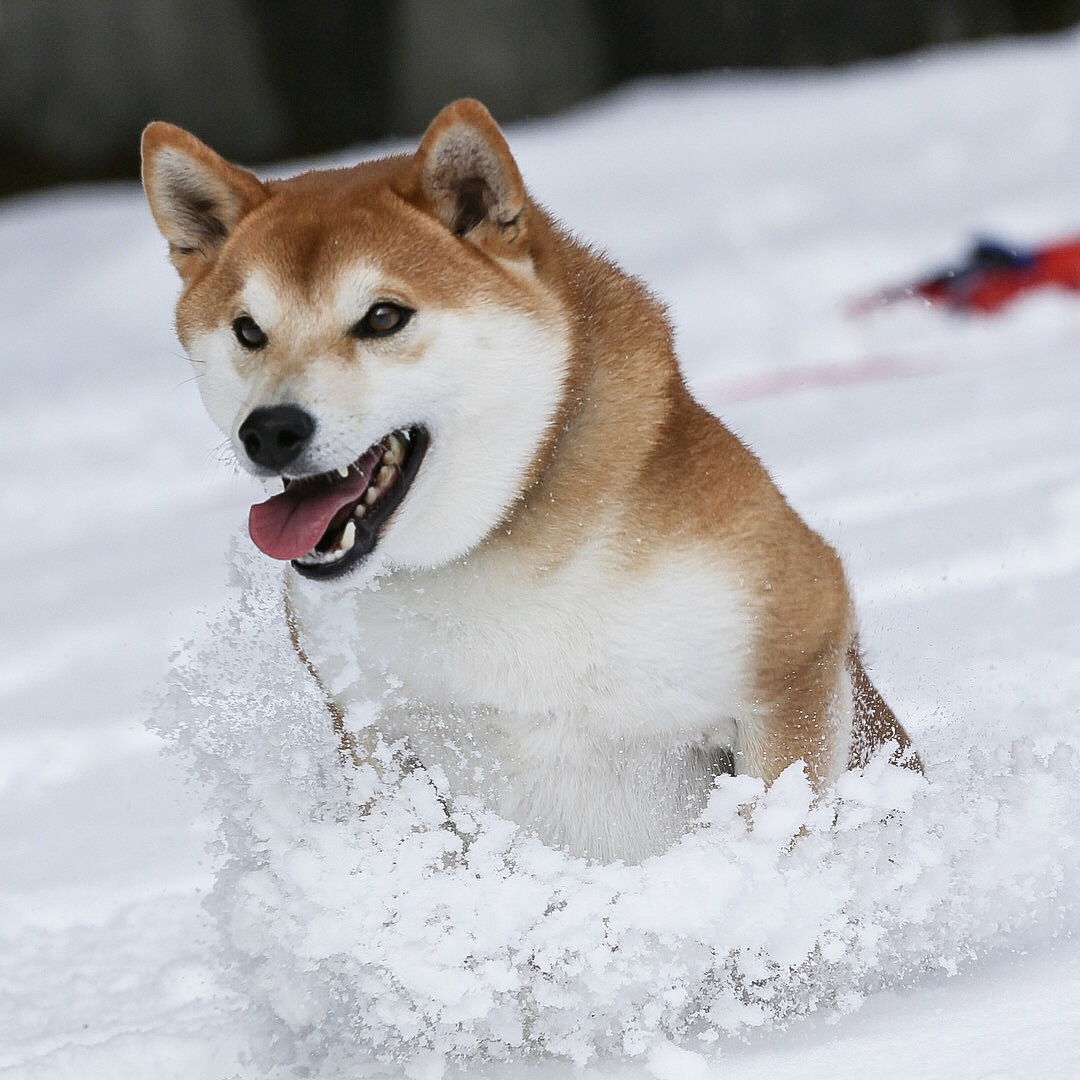 雪は楽しいワン‼️