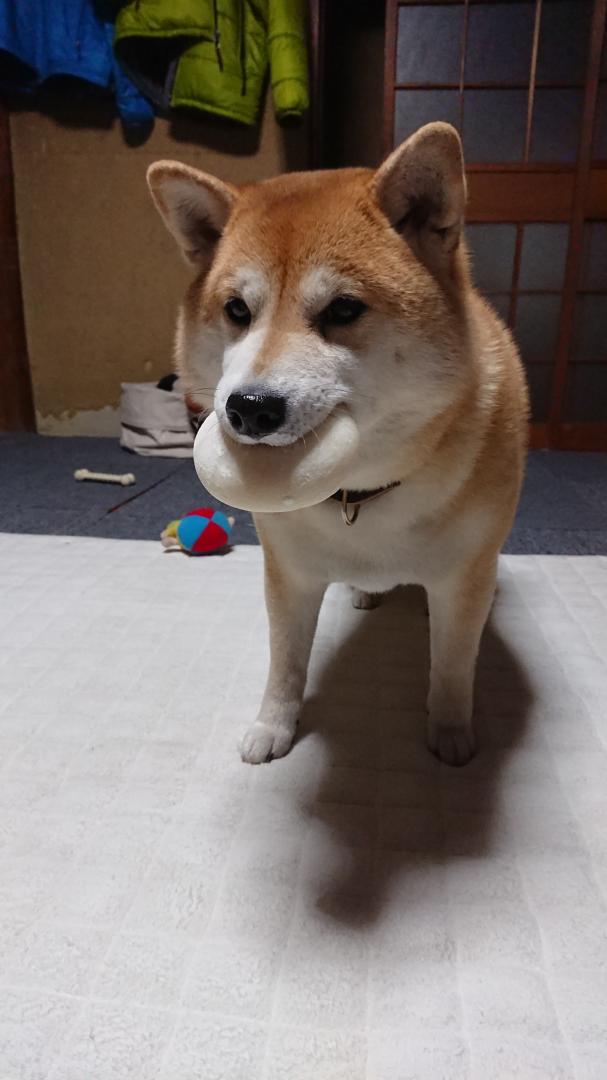 お餅食べようよ Bsさんの投稿写真 犬 愛犬フォトコンテスト イヌトミィ