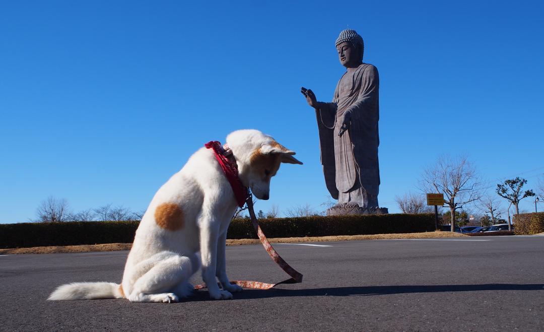 牛久大仏さまに　年末・年始のお願い～♪