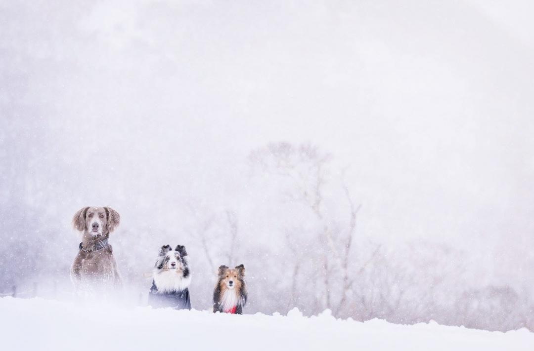 雪三昧！