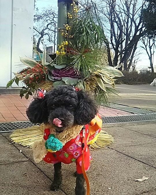 いつもと一緒、公園散歩♪