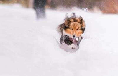 雪三昧ー！！