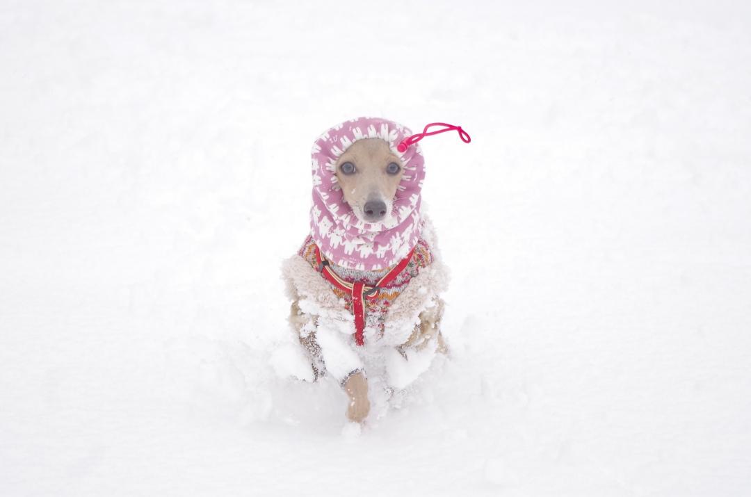 犬は喜び庭駆けまわり～