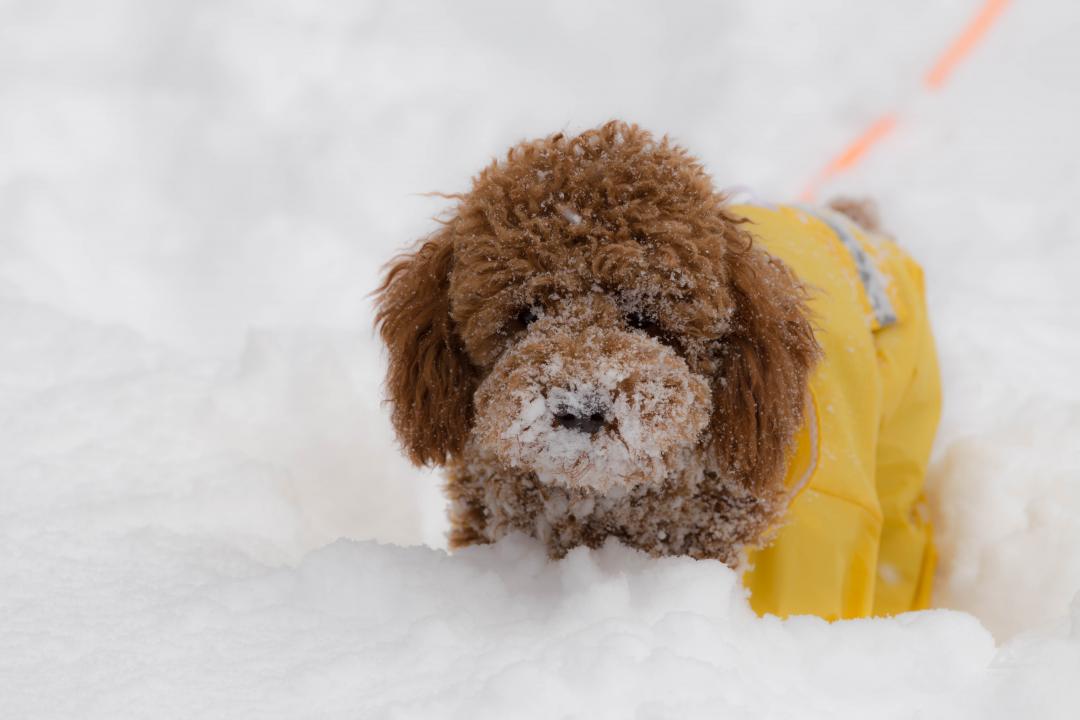 年越しは雪まみれ