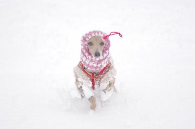 犬は喜び庭駆けまわり～