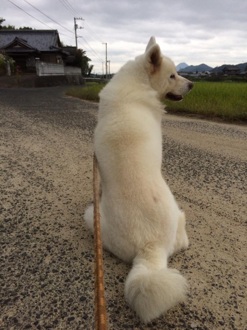 天国の私の父親を待つハル