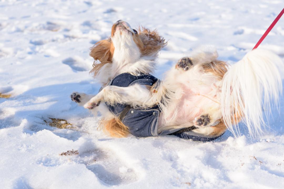 雪って、冷たくて気持ちいーいっ！