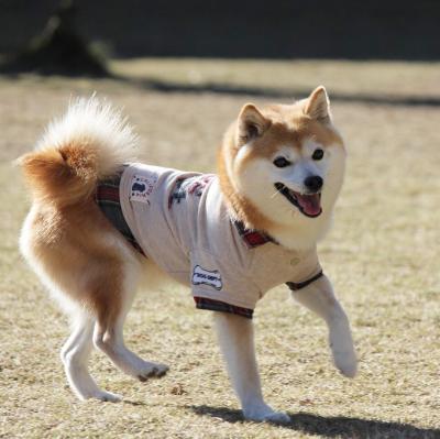 走る柴犬