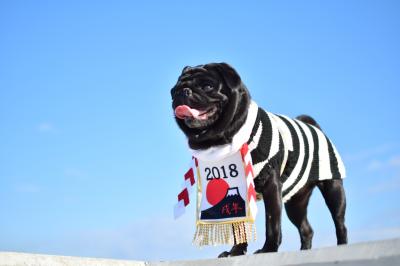 わんだふるな1年を！