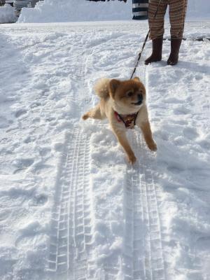 雪わーい！