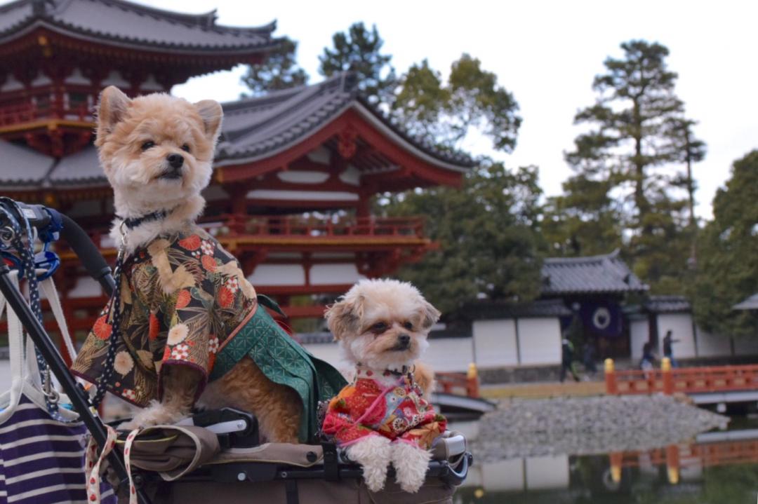 平等院にて。