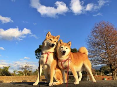 年賀状用の写真撮り