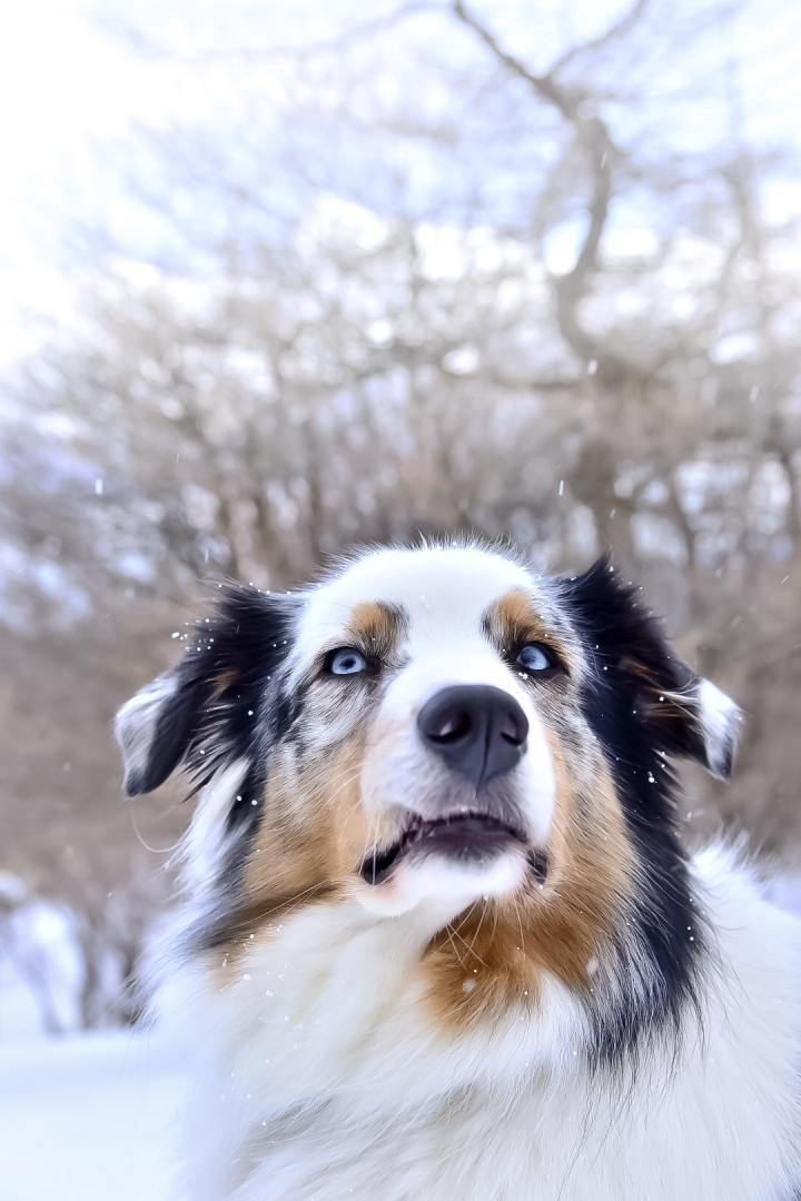 雪、快適