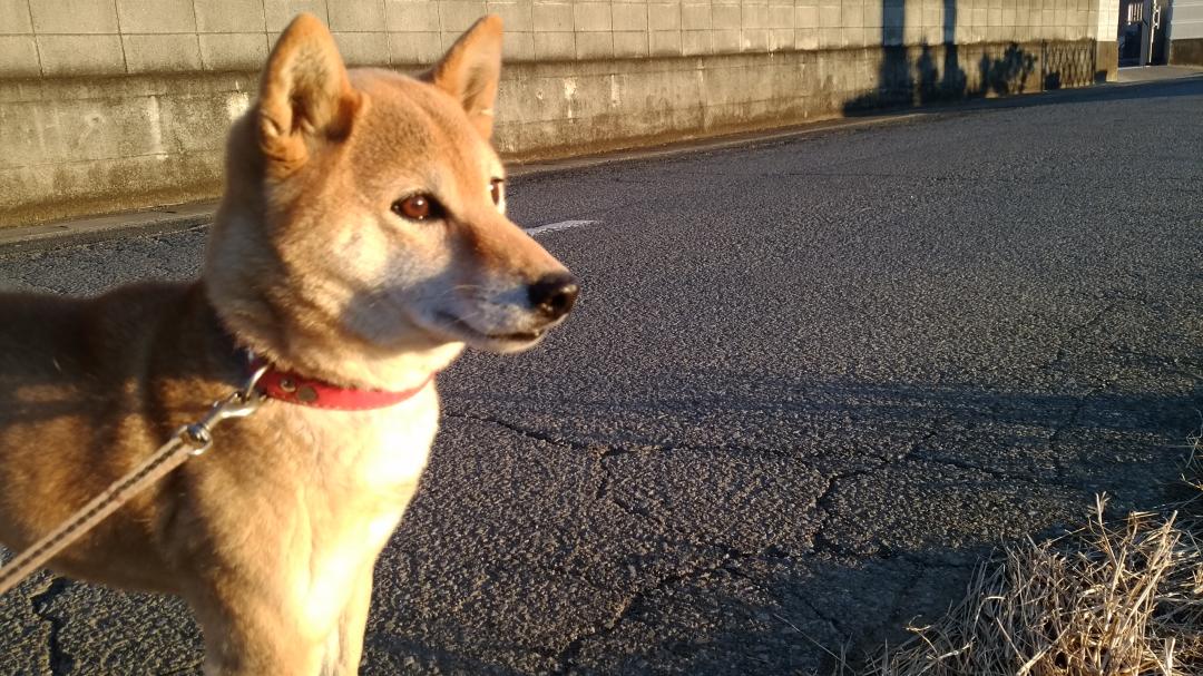 未来へ～愛犬と僕の未来～