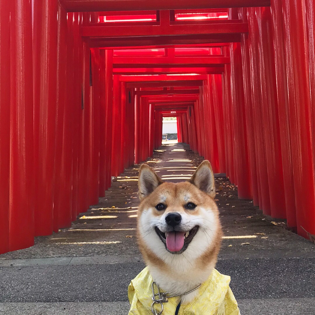 今年は戌年