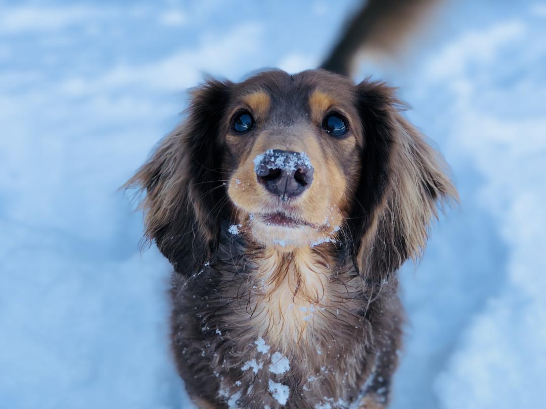 はやく雪玉投げて！