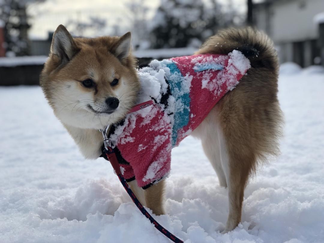 雪まみれ