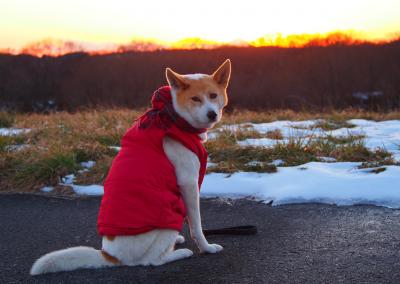 わんこと見る夕陽~♪