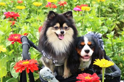 お花畑で笑顔の二人