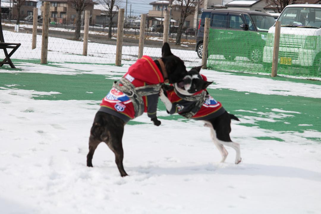 雪の中でブヒ相撲