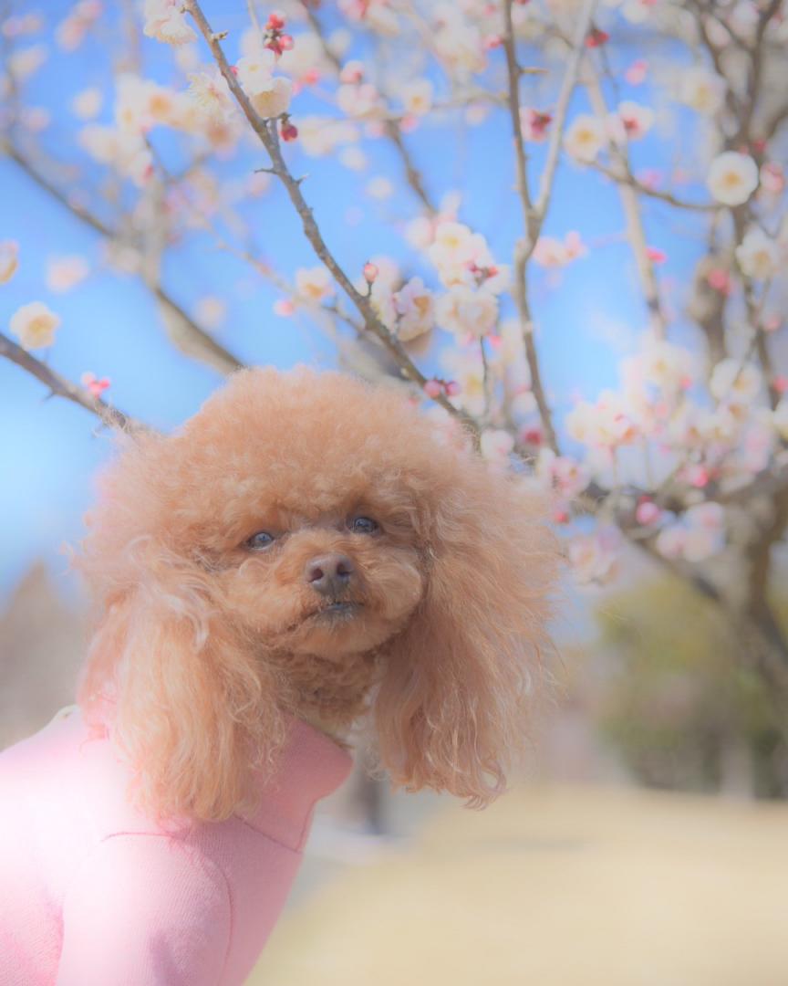 青空と梅と犬