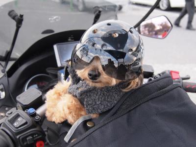 バイク犬、ティナ