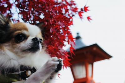 愛犬と一緒にお参り