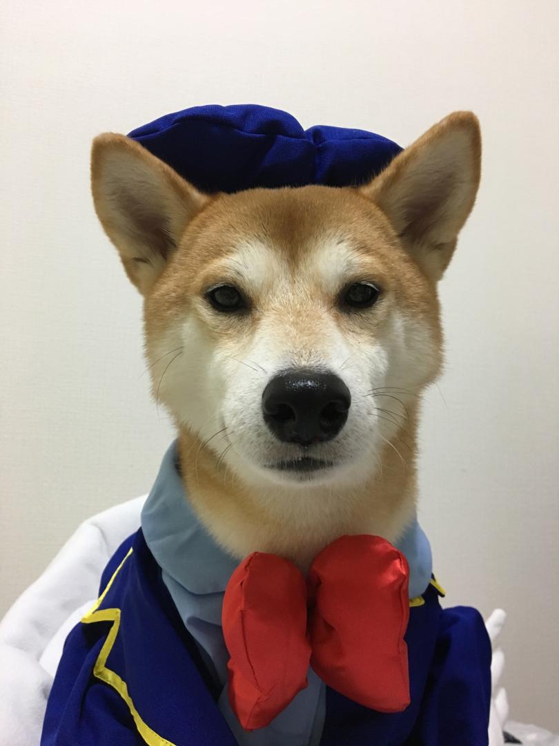 コスプレ犬