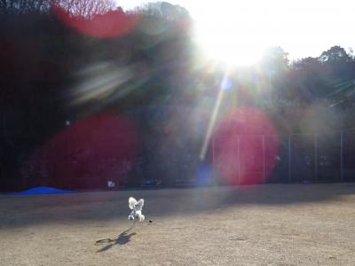 朝陽に向かって飛行犬♪