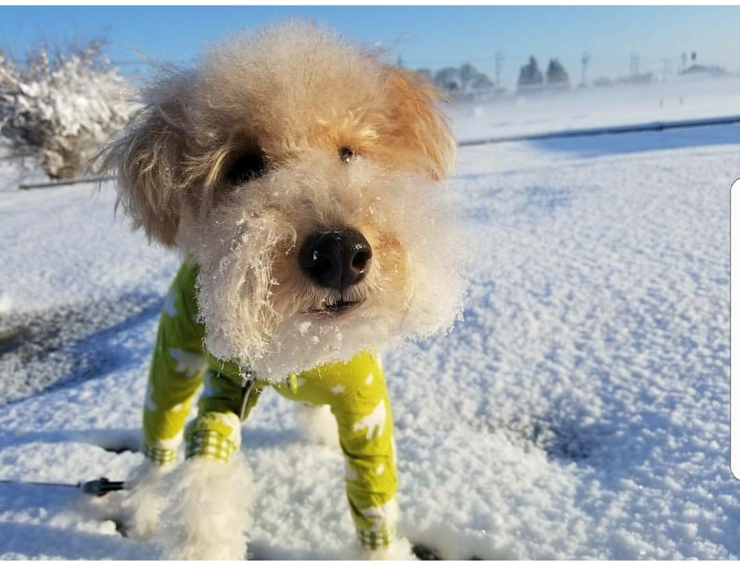 初めての雪にしょんぽりな彼