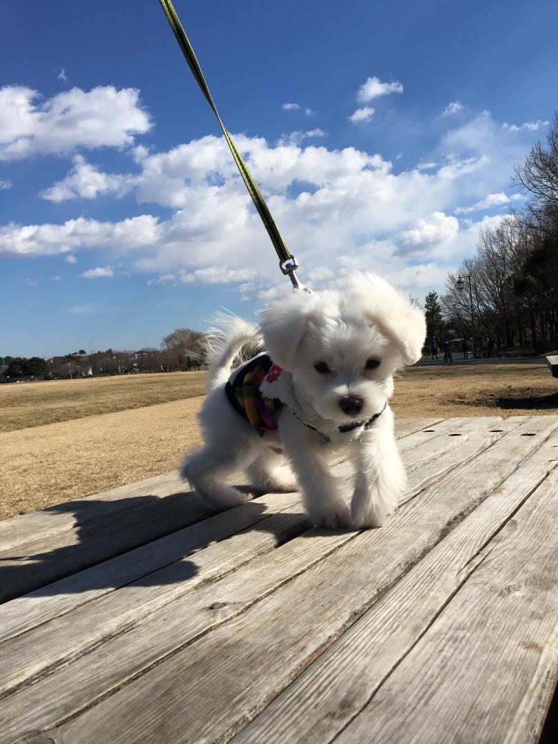 初めての お散歩＆公園デビュー