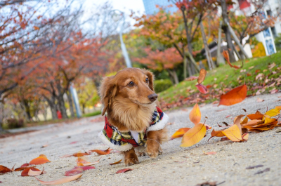 「秋と私」的なインスタ映えを狙う犬