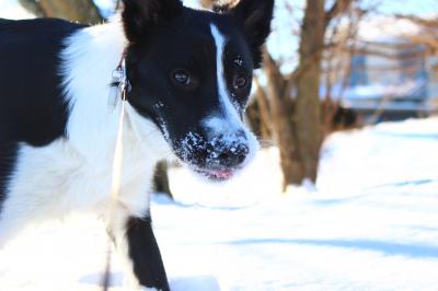 雪おいしい♪