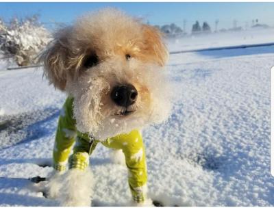 初めての雪にしょんぽりな彼