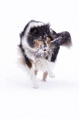 雪の九州