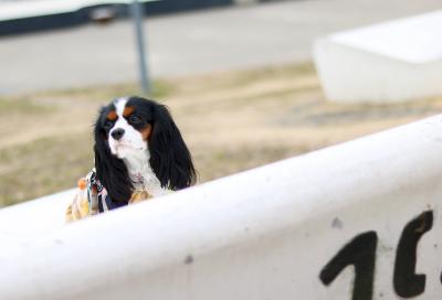 小春日和の風を感じる犬