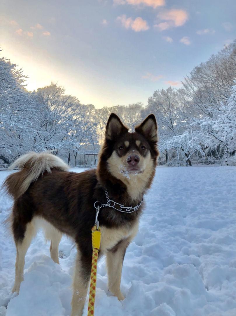 初めて見る雪