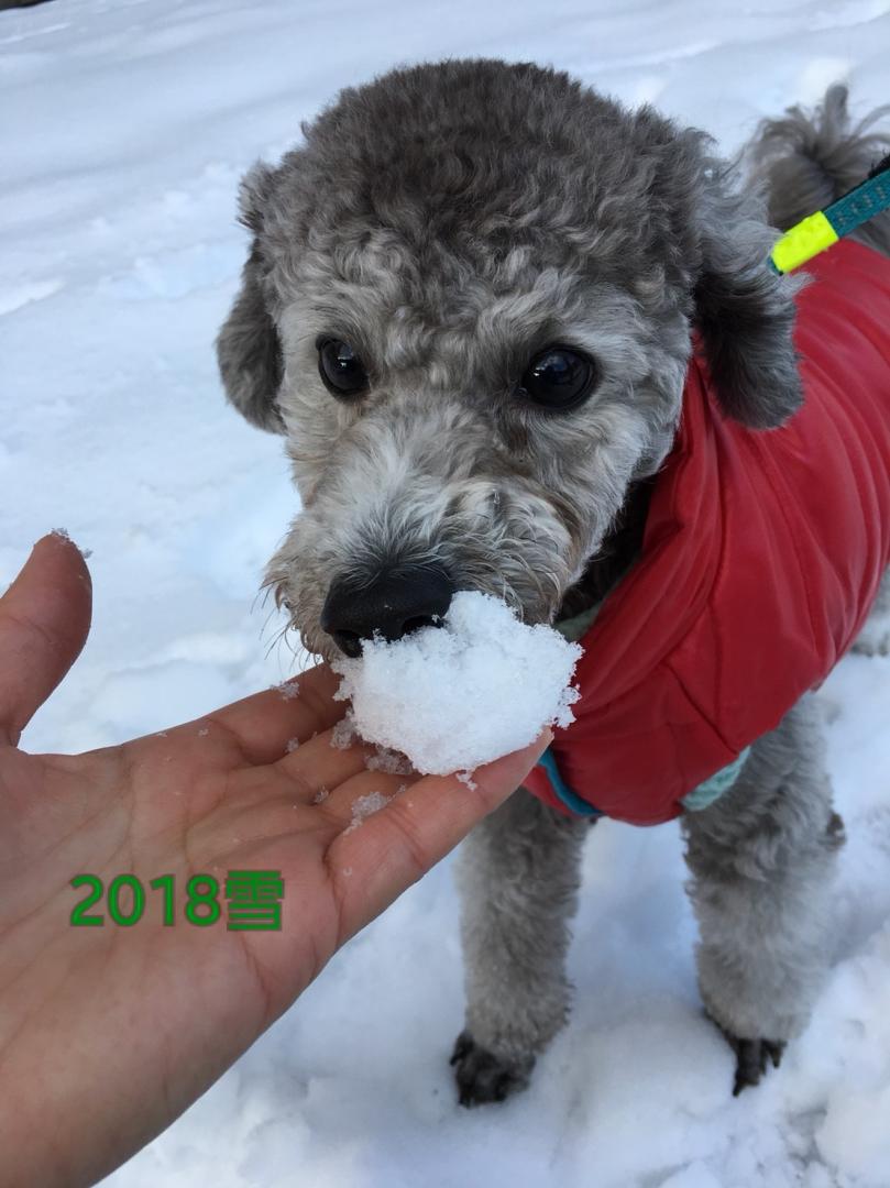 初雪美味しかった