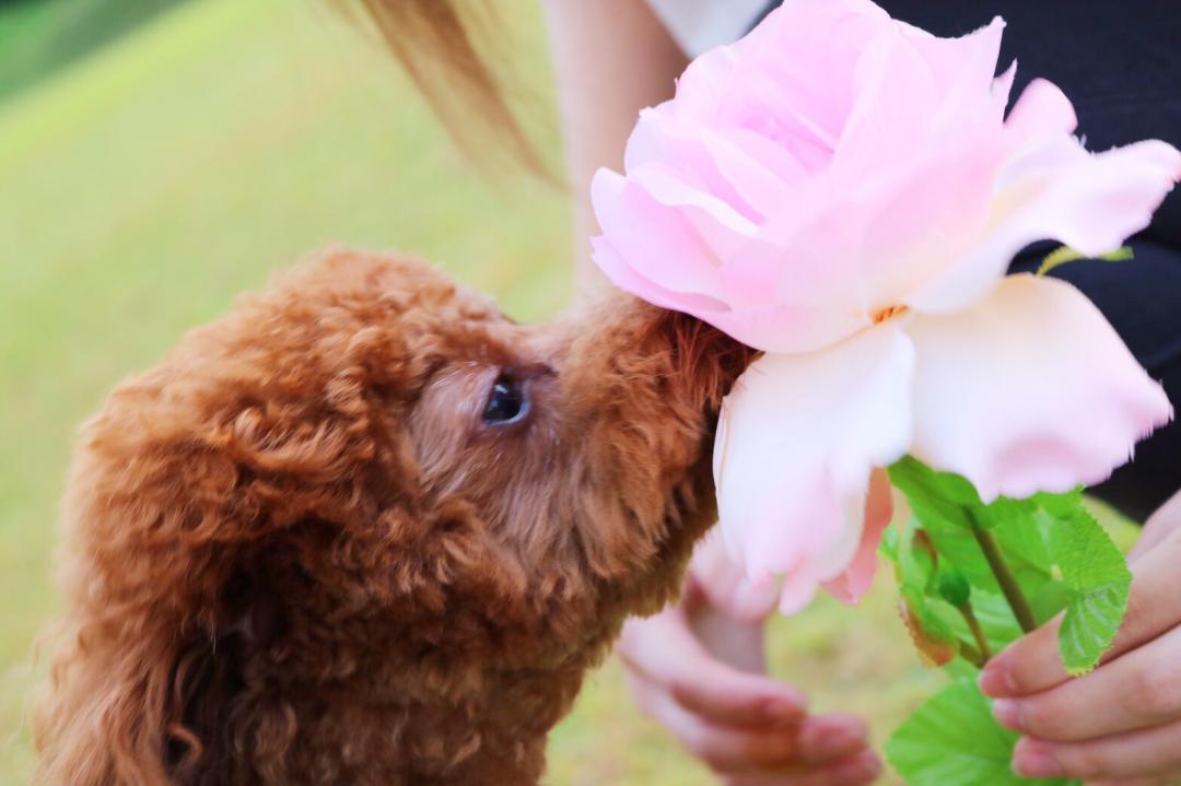 気になる花｡近づく者｡