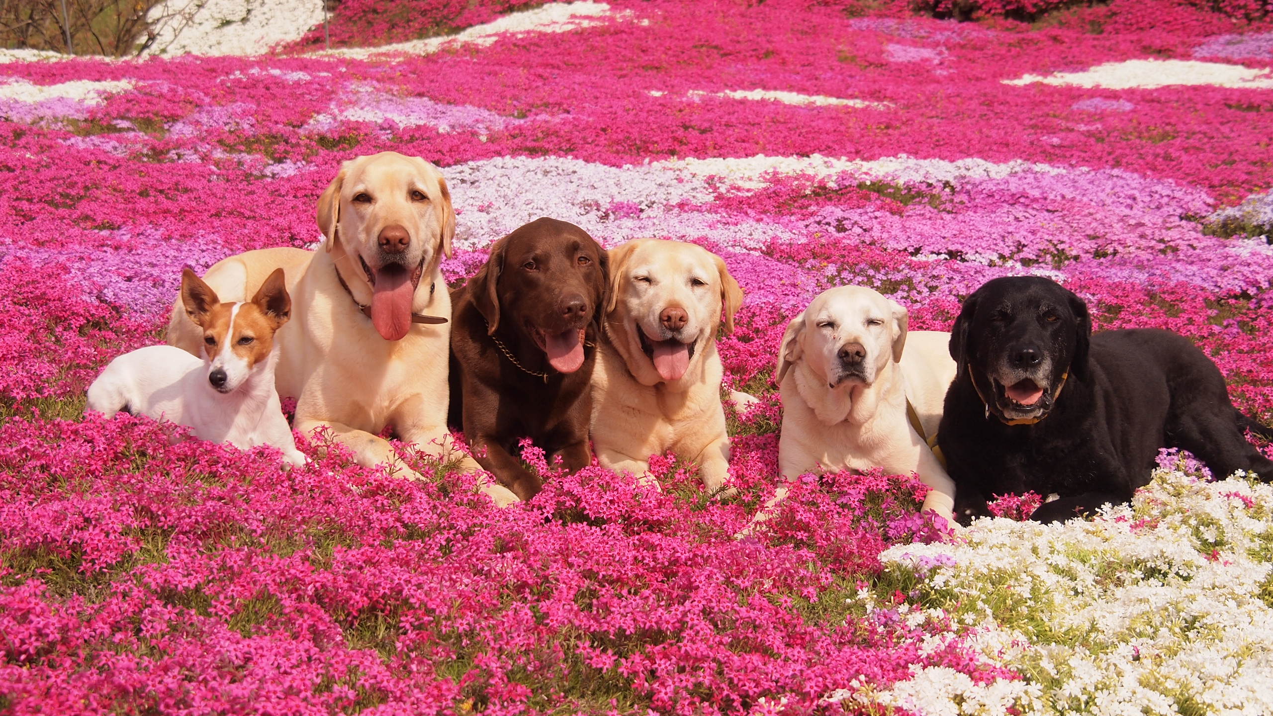 お花畑で大集合♪（nanaさんの投稿写真） | 犬・愛犬フォトコンテスト イヌトミィ
