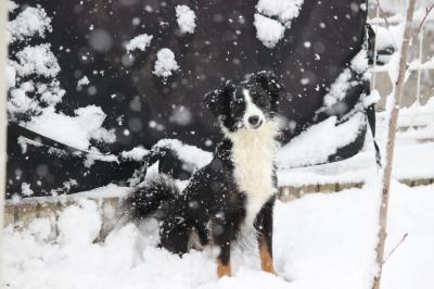 大雪やっほー！