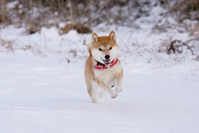 雪は楽しい！