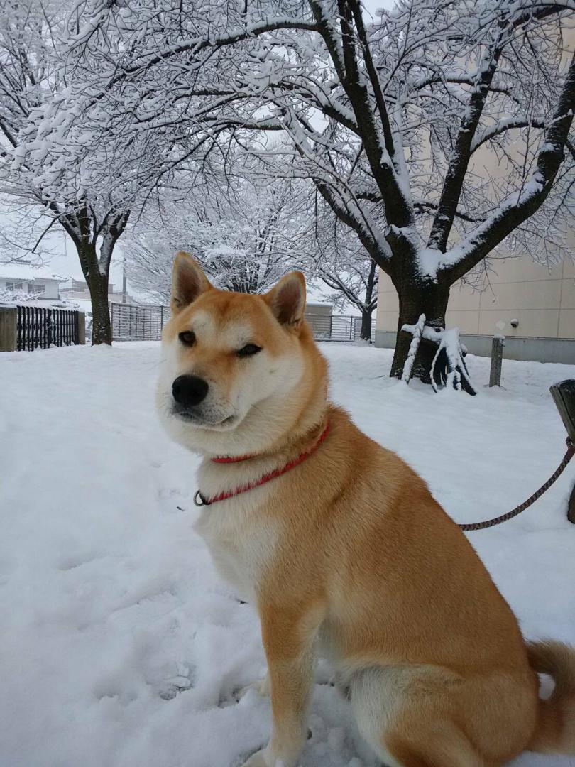 雪化粧❄️